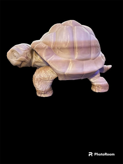 Timmy the Tortoise