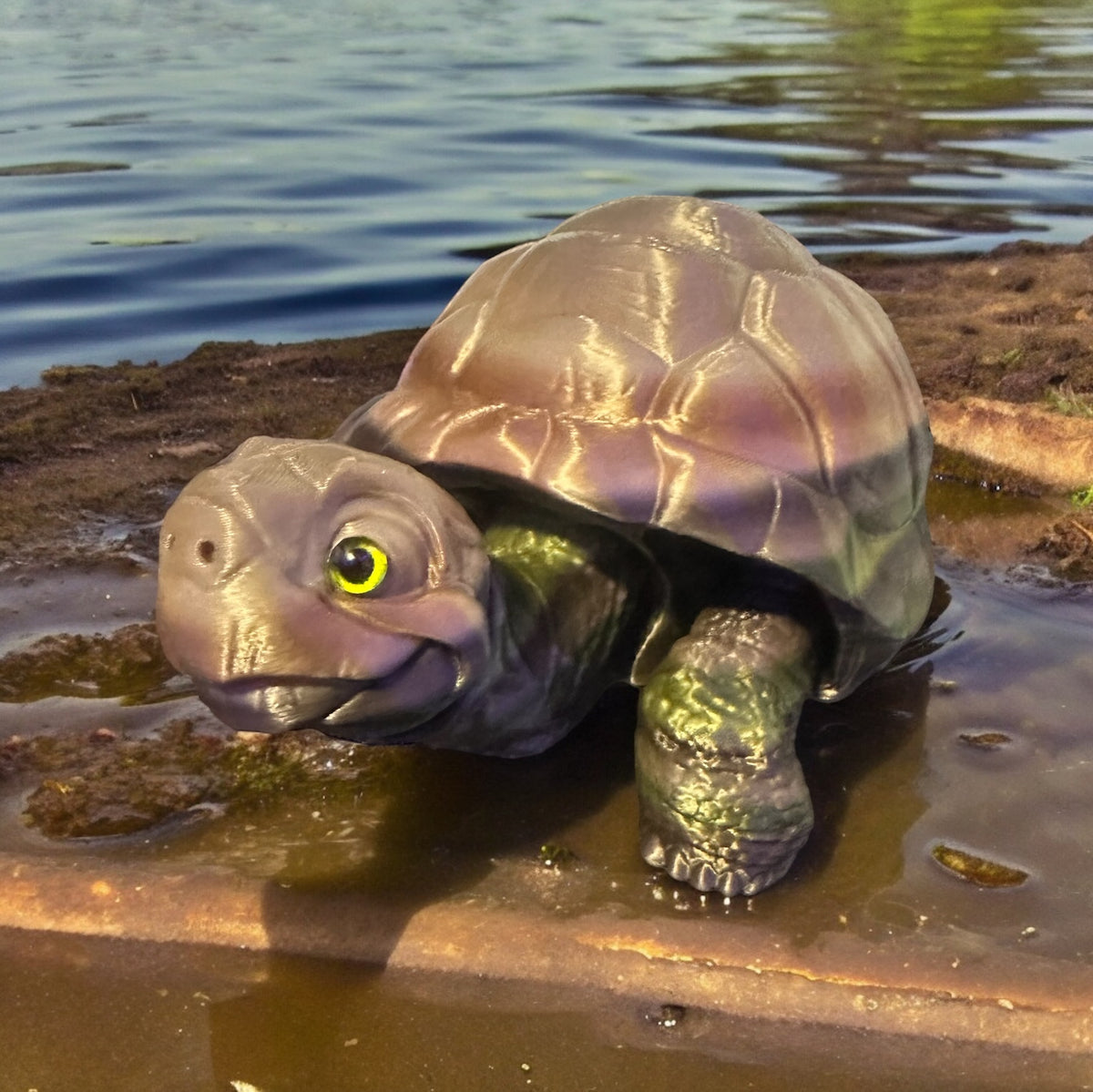 Timmy the Tortoise