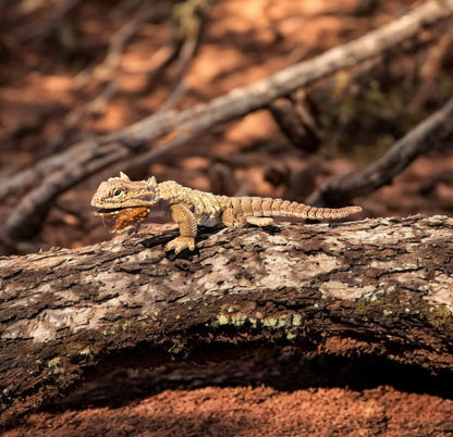 Realistic bearded dragon